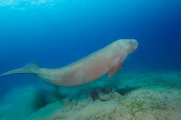 Los mejores sitios de buceo 53