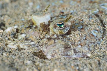 Los mejores sitios de buceo 49
