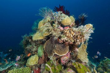 Top Dive Sites 54