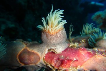 Top Dive Sites 58