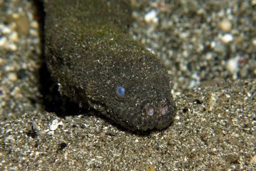 Los mejores sitios de buceo 57
