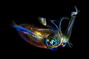 Los mejores sitios de buceo 61