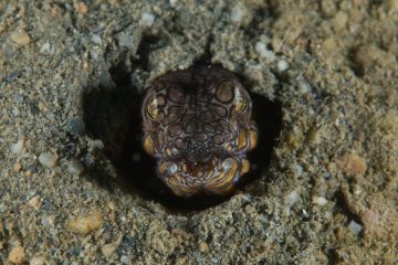 Los mejores sitios de buceo 70