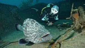 Dive Bahamas 1