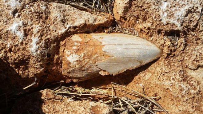 Megalodon tooth stolen from World Heritage Site in Australia