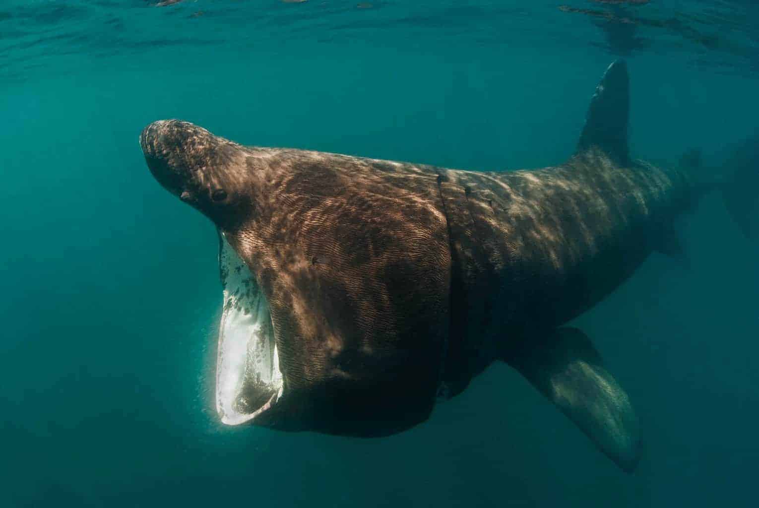 Basking shark - Stuart Philpott