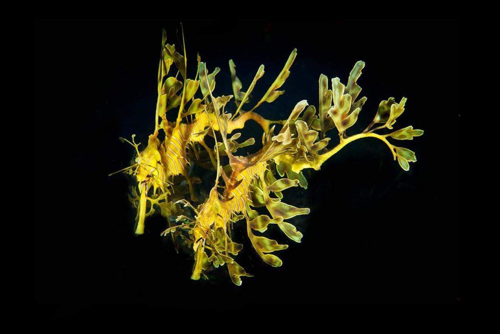 Leafy sea dragon