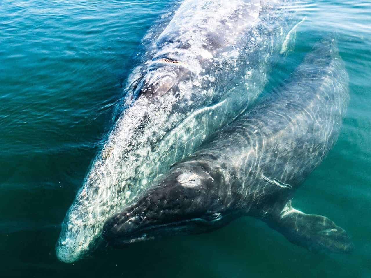 Mae Dorricott explores the Sea of Cortez 1