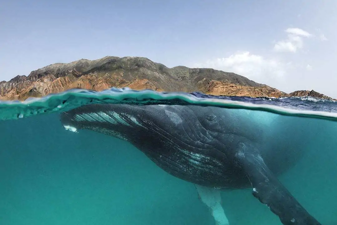 Underwater Photographer of the Week: Tobias Friedrich 9 Tobias Friedrich 8