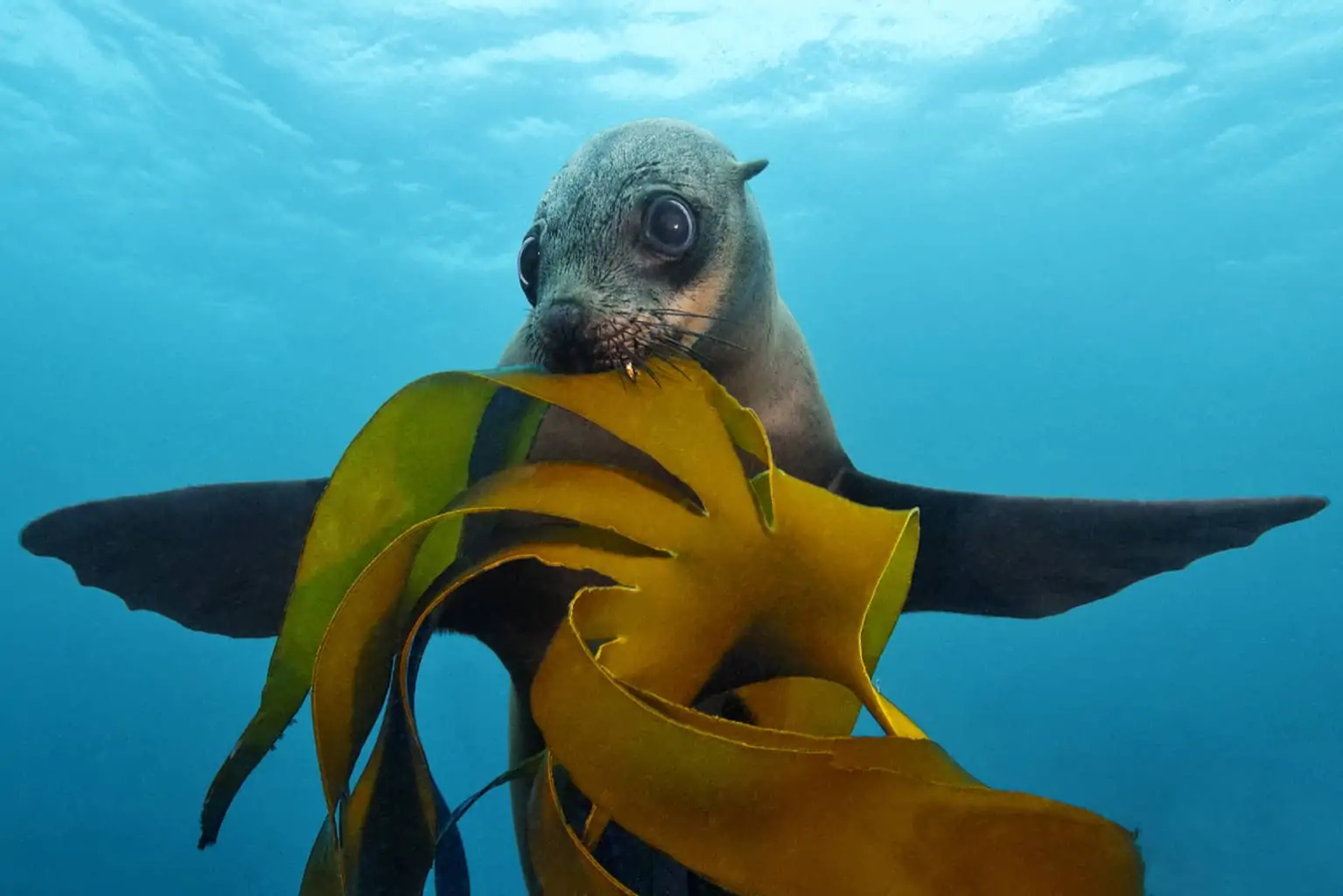 Brown fur seal, or Cape fur seal, or Australian fur seal, Arctocephalus pusillus, biting in bull kelp, Ecklonia maxima, spreading it's flippers sidewards with blue water background, False Bay, Simonstown, Cape Town, South Africa, Atlantic Ocean.