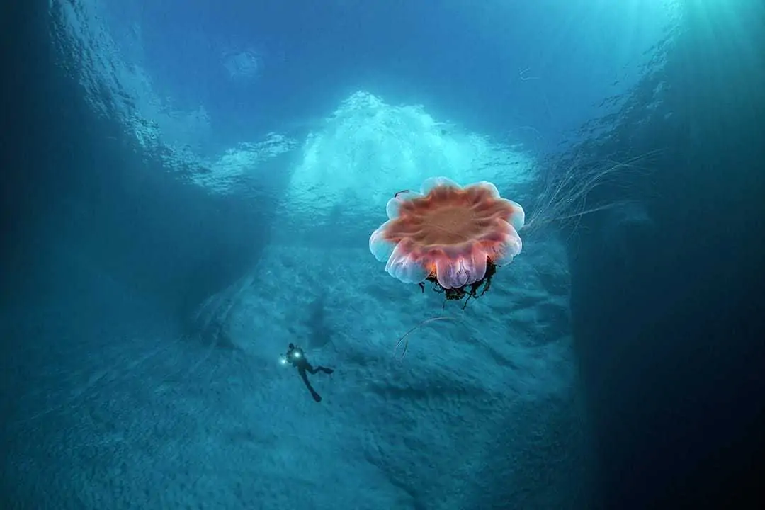 Underwater Photographer of the Week: Tobias Friedrich 5 Tobias Friedrich 4
