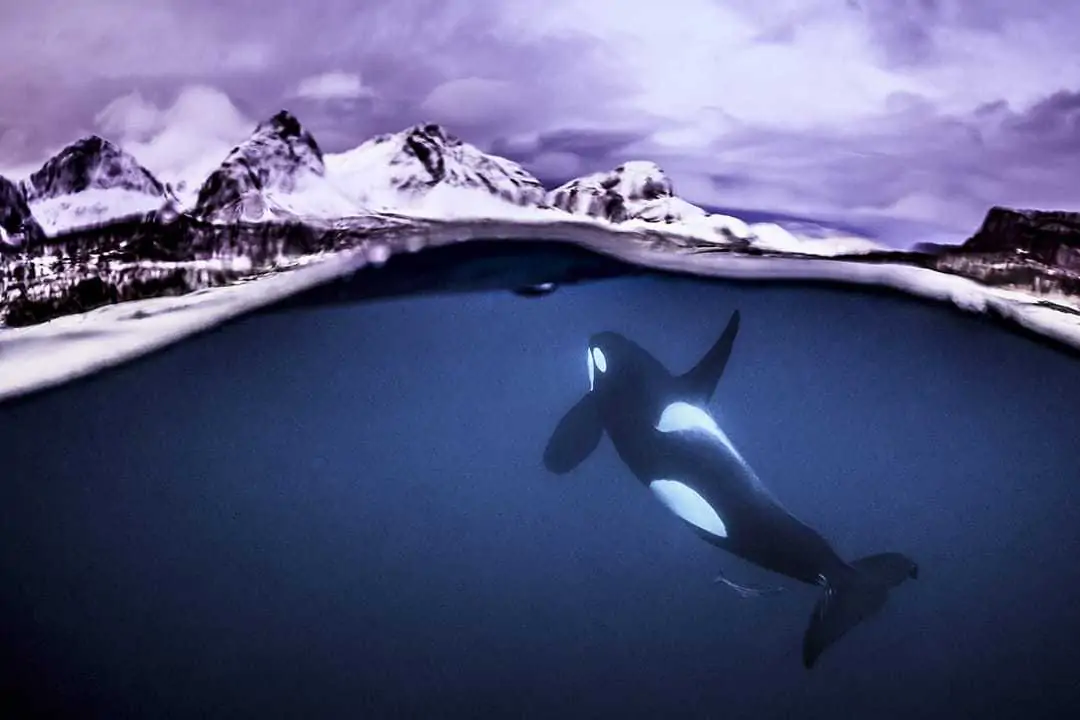 Underwater Photographer of the Week: Tobias Friedrich 3 Tobias Friedrich 2
