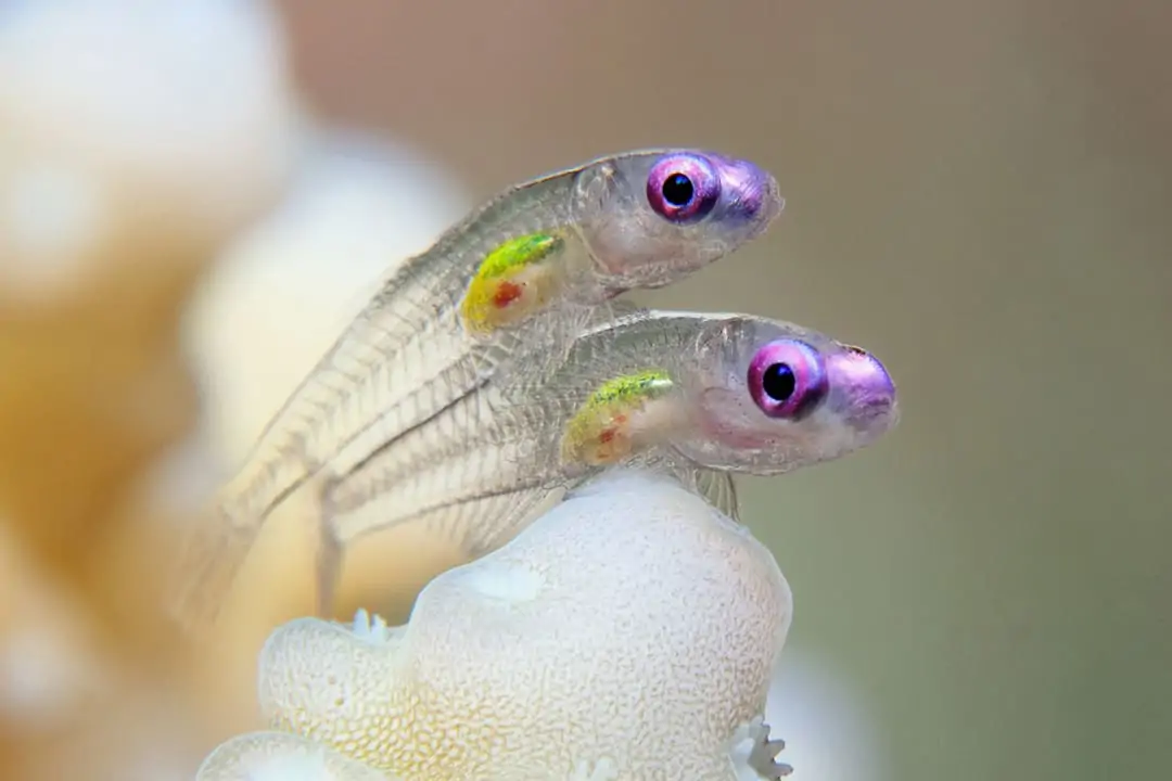 Underwater Photographer of the Week: Tobias Friedrich 4 Tobias Friedrich 3
