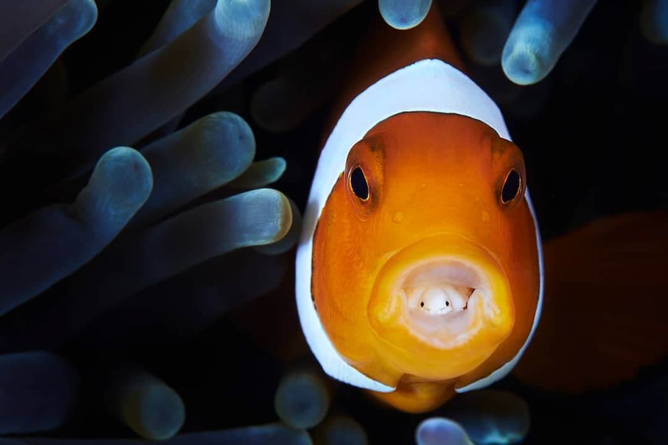 Clown Fish by Photographer Davide Lopresti
