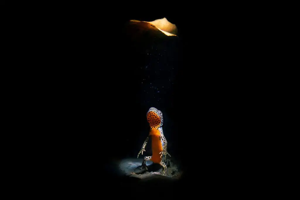 Underwater Photographer Davide Lopresti 6 Photographer of the Week Davide Lopresti