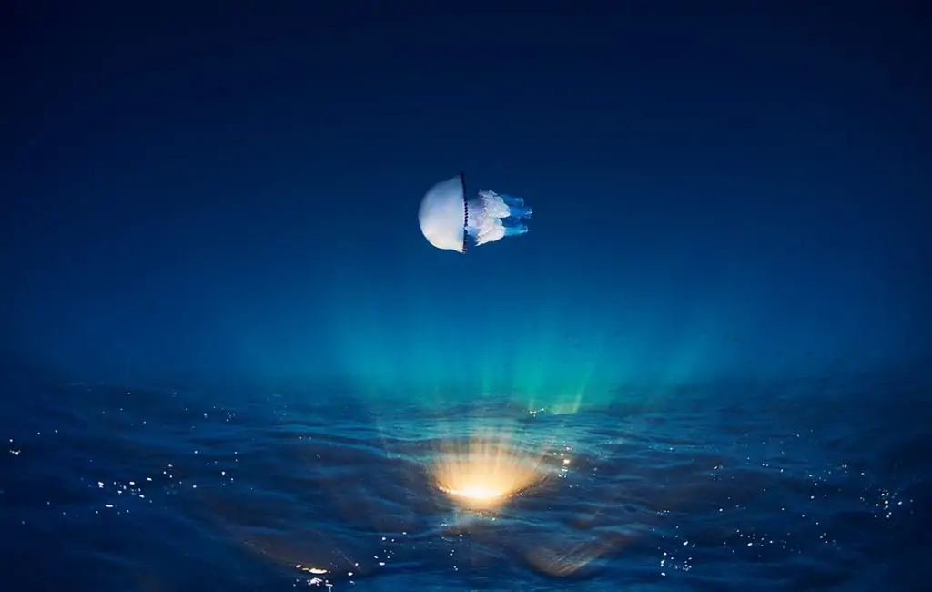 Underwater Photographer Davide Lopresti 4 Photographer of the Week Davide Lopresti