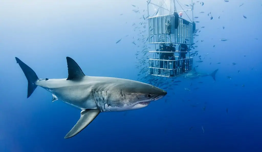 Underwater Photographer Davide Lopresti 9 Photographer of the Week Davide Lopresti