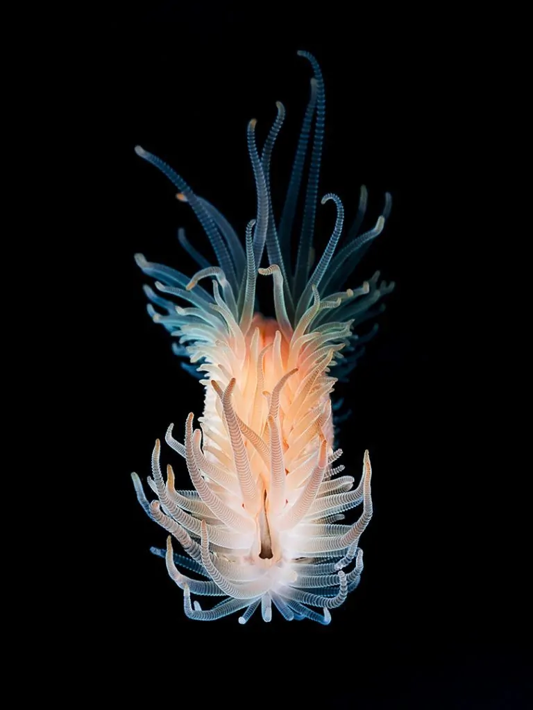 Underwater Photographer Davide Lopresti 7 Photographer of the Week Davide Lopresti