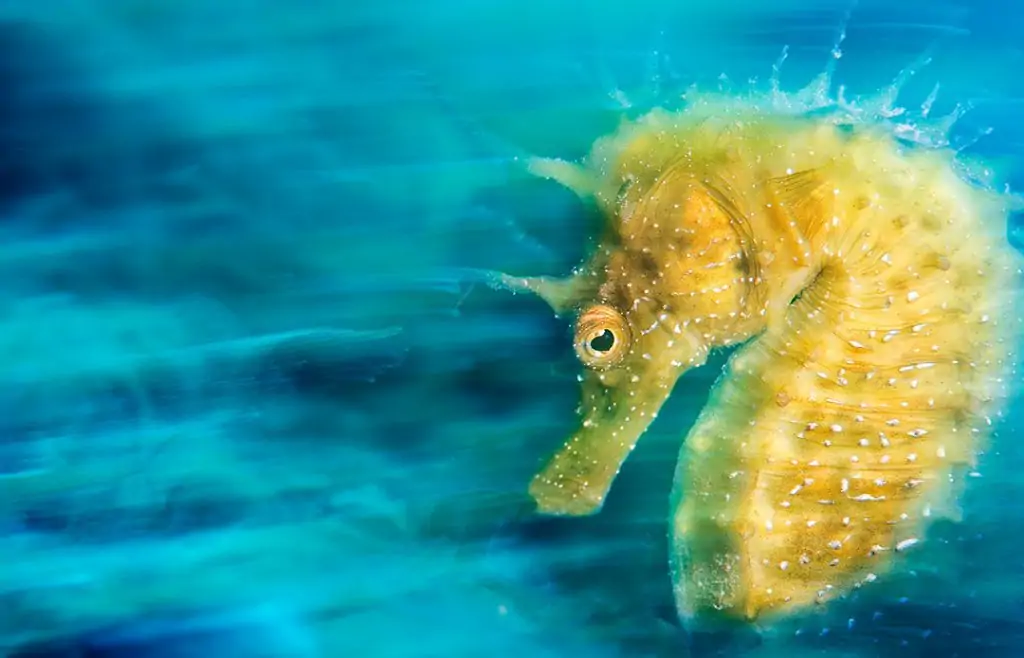 Underwater Photographer Davide Lopresti 3 Photographer of the Week Davide Lopresti