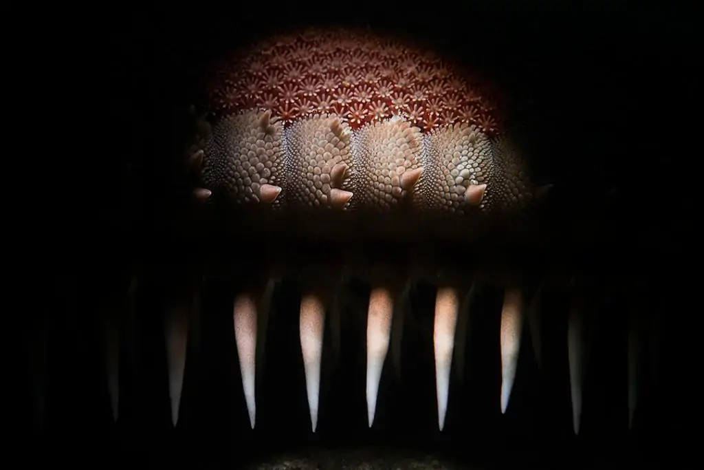 Underwater Photographer Davide Lopresti 10 Photographer of the Week Davide Lopresti