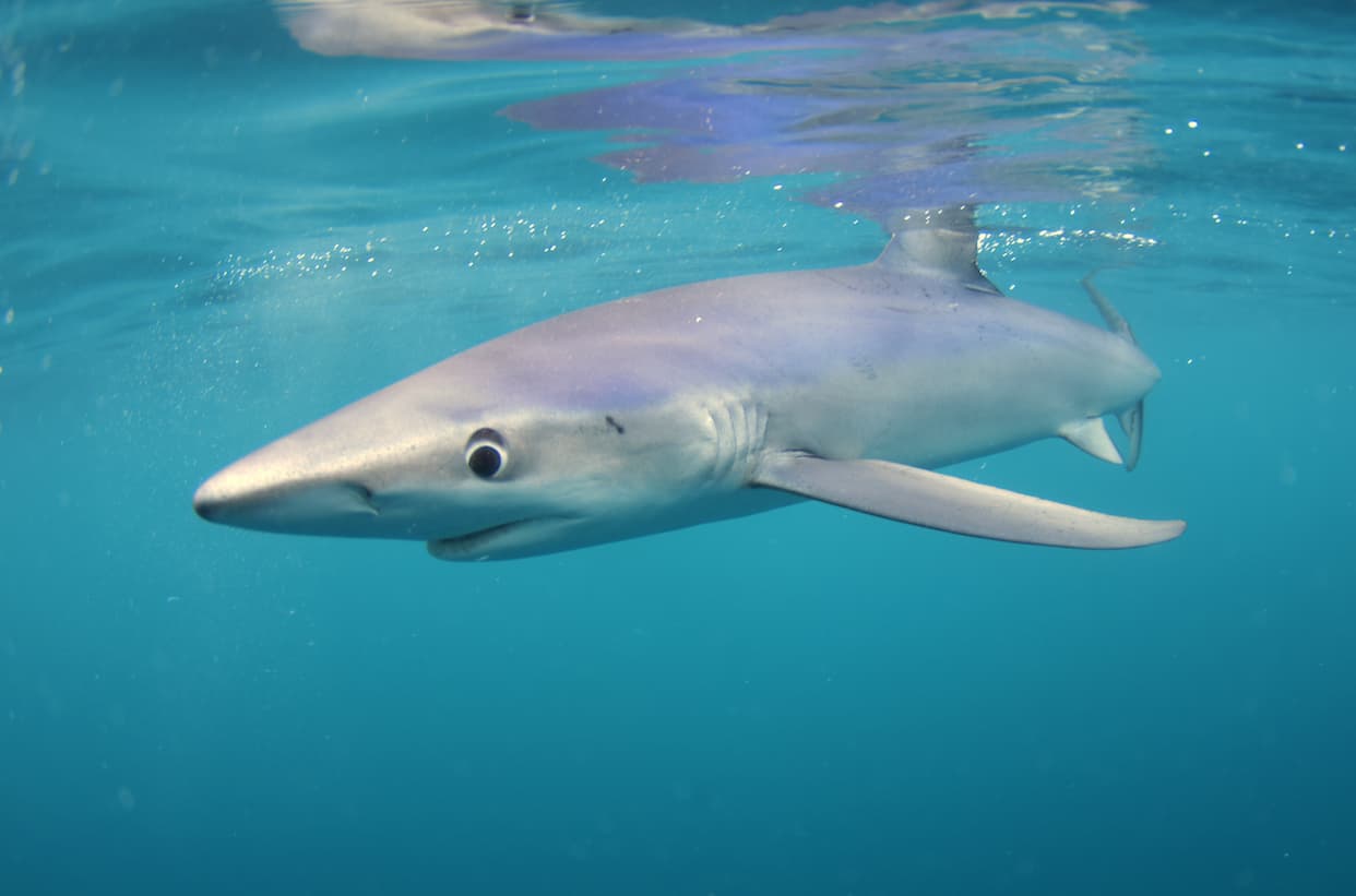 Blue Shark Cornwall by Jeremy Cuff September 2017_ (14)