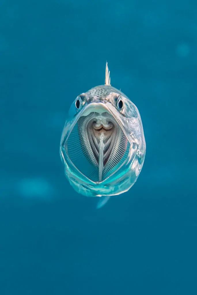 A striped mackerel opens its mouth as it swims through the water, filtering zoopankton with its gill rakers. Marsa Shouna, Port Ghalib, Marsa Alam, Egypt. Red Sea.