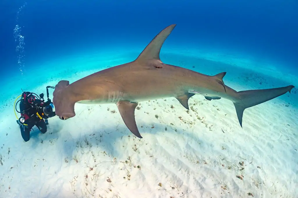 A diver (Predrag Vuckovic) is dwarfed by a great hammerhead shark (Sphyrna mokarran). This species can reach over 6m in length. South Bimini, Bahamas. The Bahamas National Shark Sanctuary. Gulf Stream, West Atlantic Ocean.