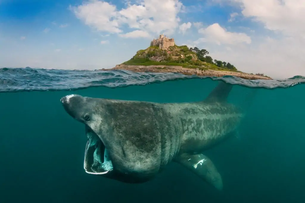 A digital composite showing a basking shark (Ceterhinus maximus) feeding on plankton around St Michael's Mount, Cornwall, UK. Both halves of this image were taken on the same day, in the same area, with the same camera.