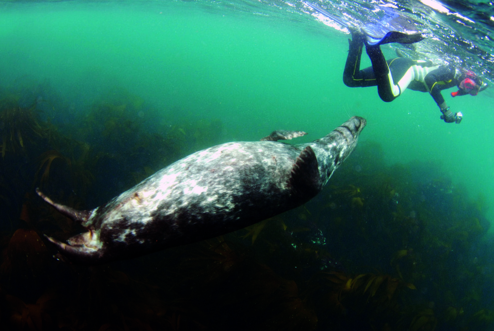 Seal Encounter Cornwall by Jeremy Cuff