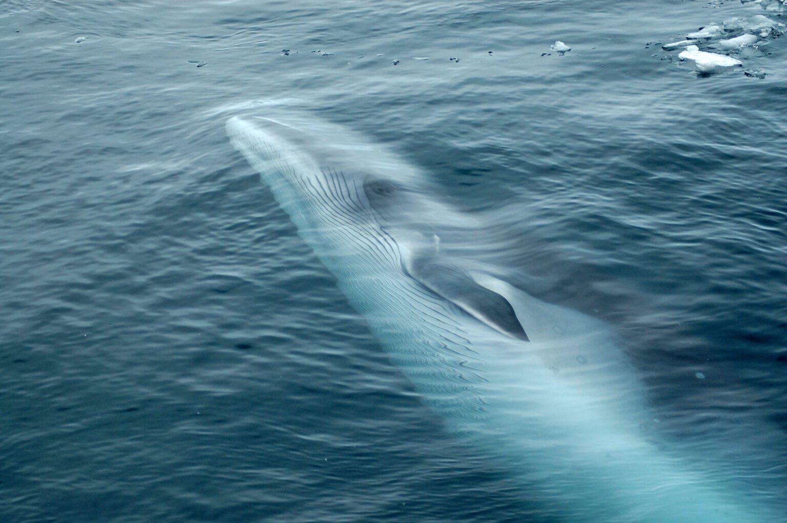 South Atlantic whale sanctuary