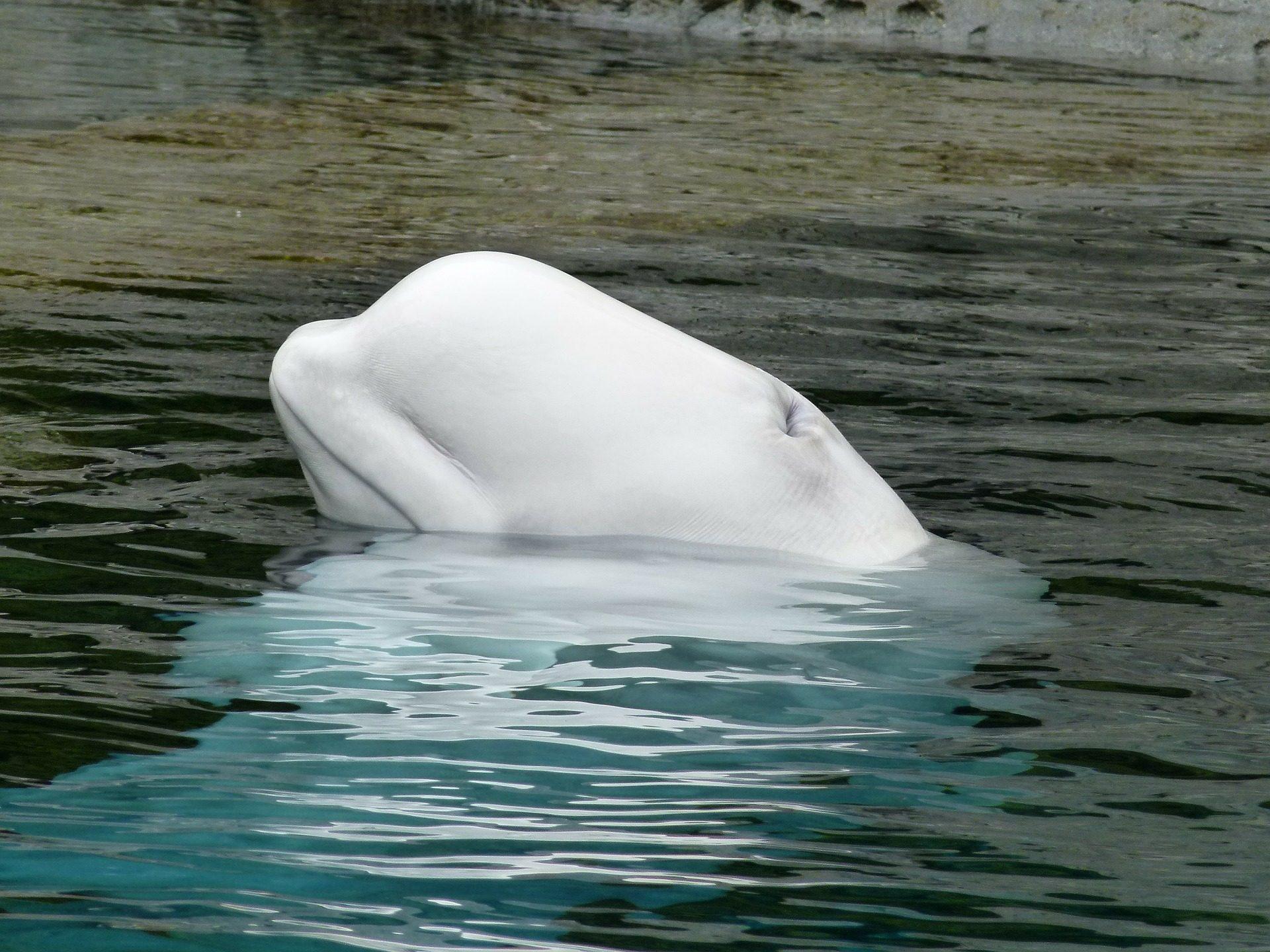 beluga whale in River Thames