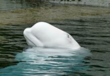 beluga whale in River Thames