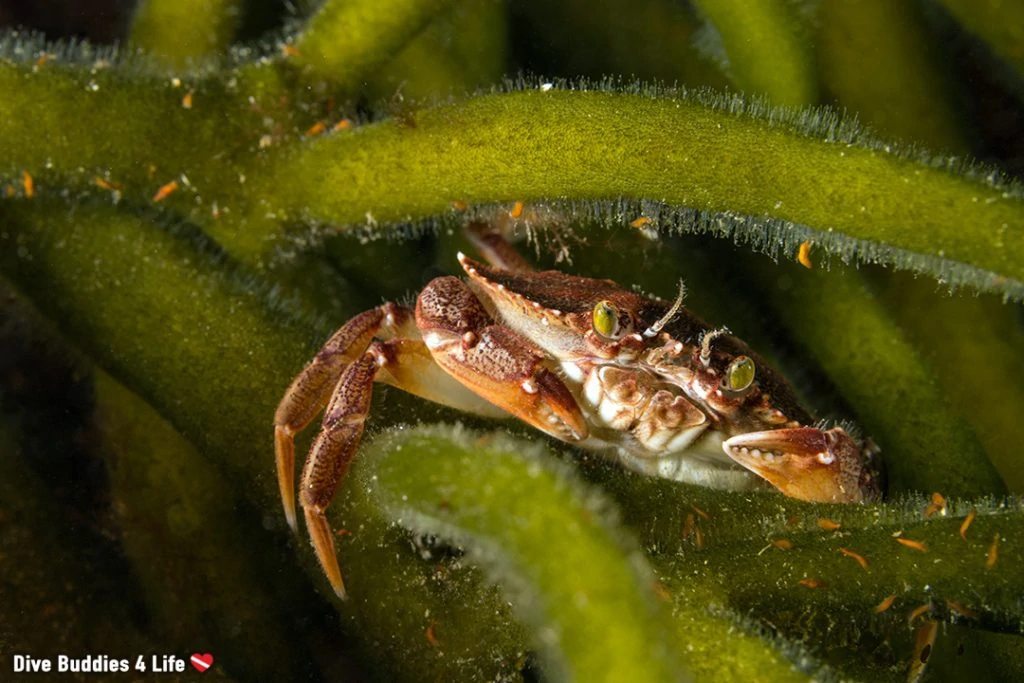 Ali Underwater Photographer of the Week: Ali Postma