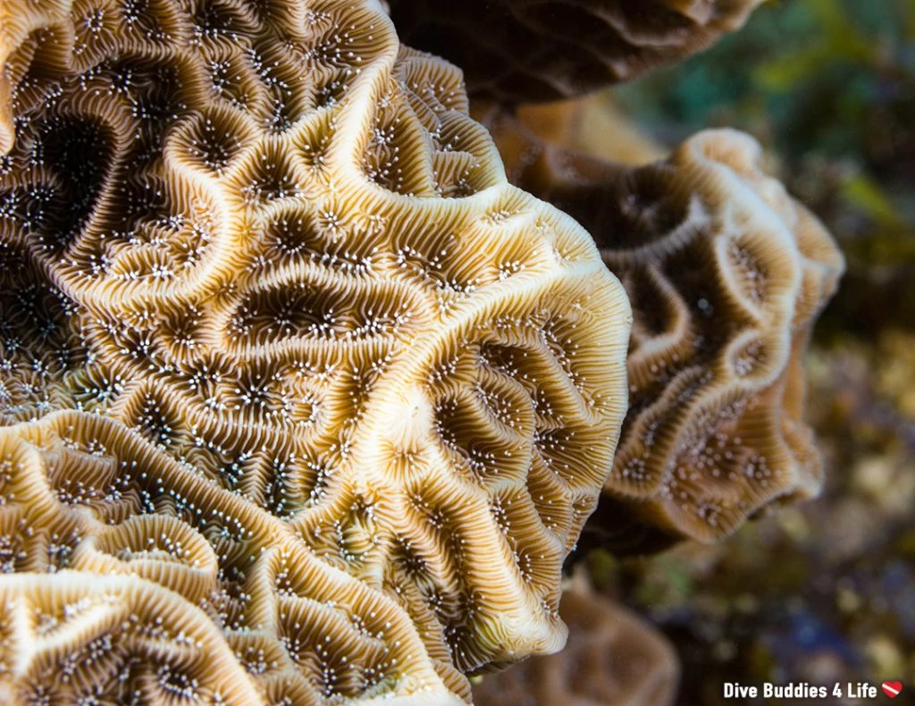 Underwater Photographer of the Week: Ali Postma 2 Underwater photographer of the week Ali Postma