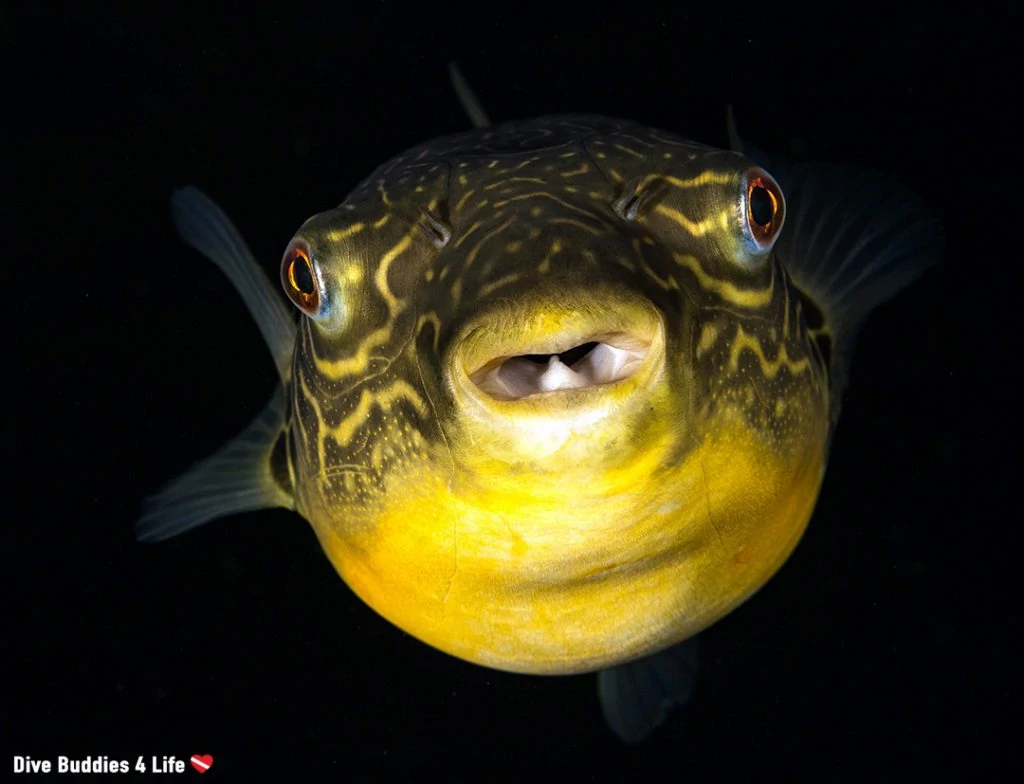 Underwater Photographer of the Week: Ali Postma 4 Underwater photographer of the week Ali Postma