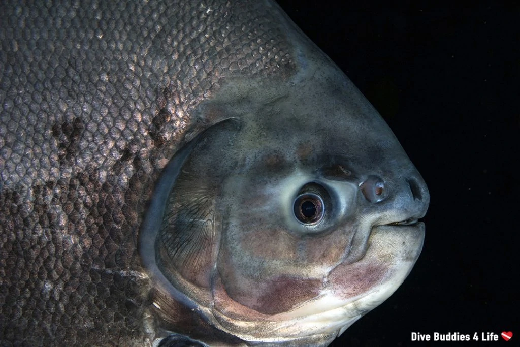 Underwater Photographer of the Week: Ali Postma 7 Underwater photographer of the week Ali Postma