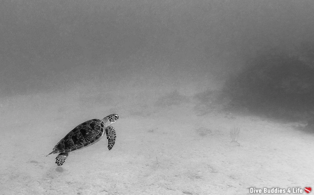 Underwater photographer of the week Ali Postma 