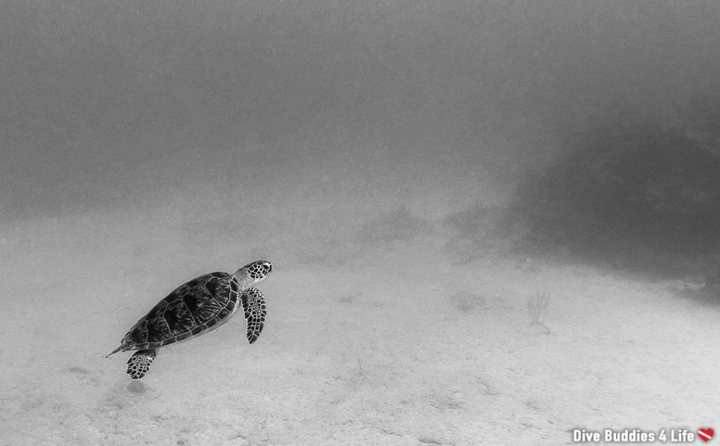 Underwater Photographer of the Week: Ali Postma 8 Underwater photographer of the week Ali Postma