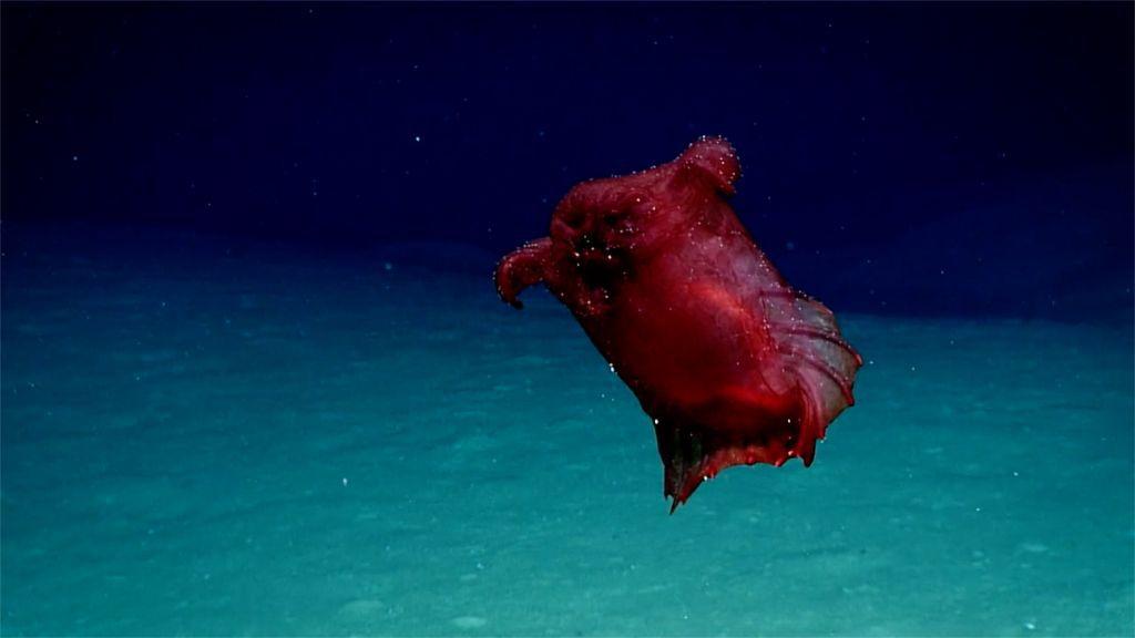 Deep-sea ‘Headless Chicken Sea Monster’ Filmed Off Antarctica