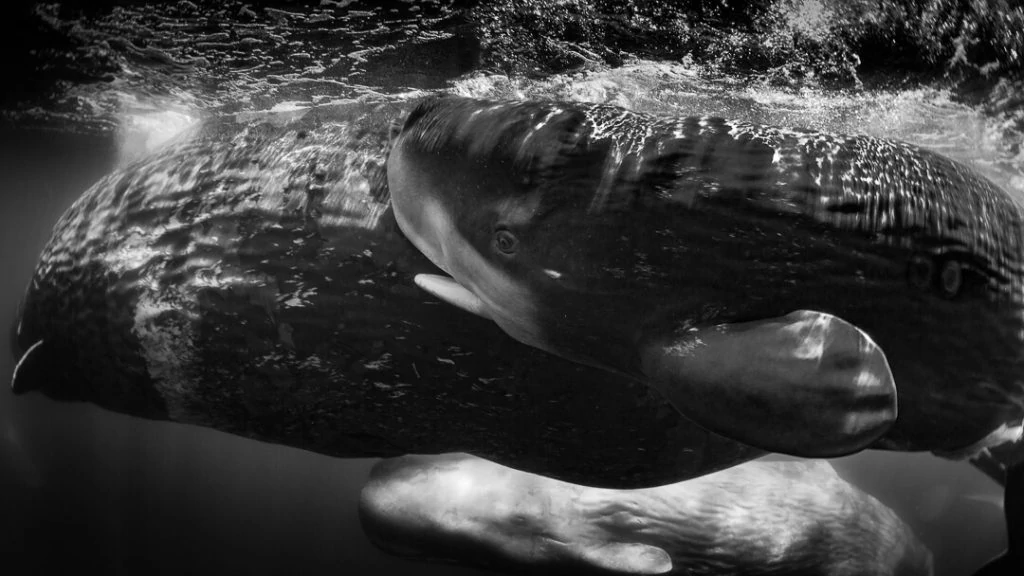 Underwater Photographer of the Week Wade and Robyn Hughes 