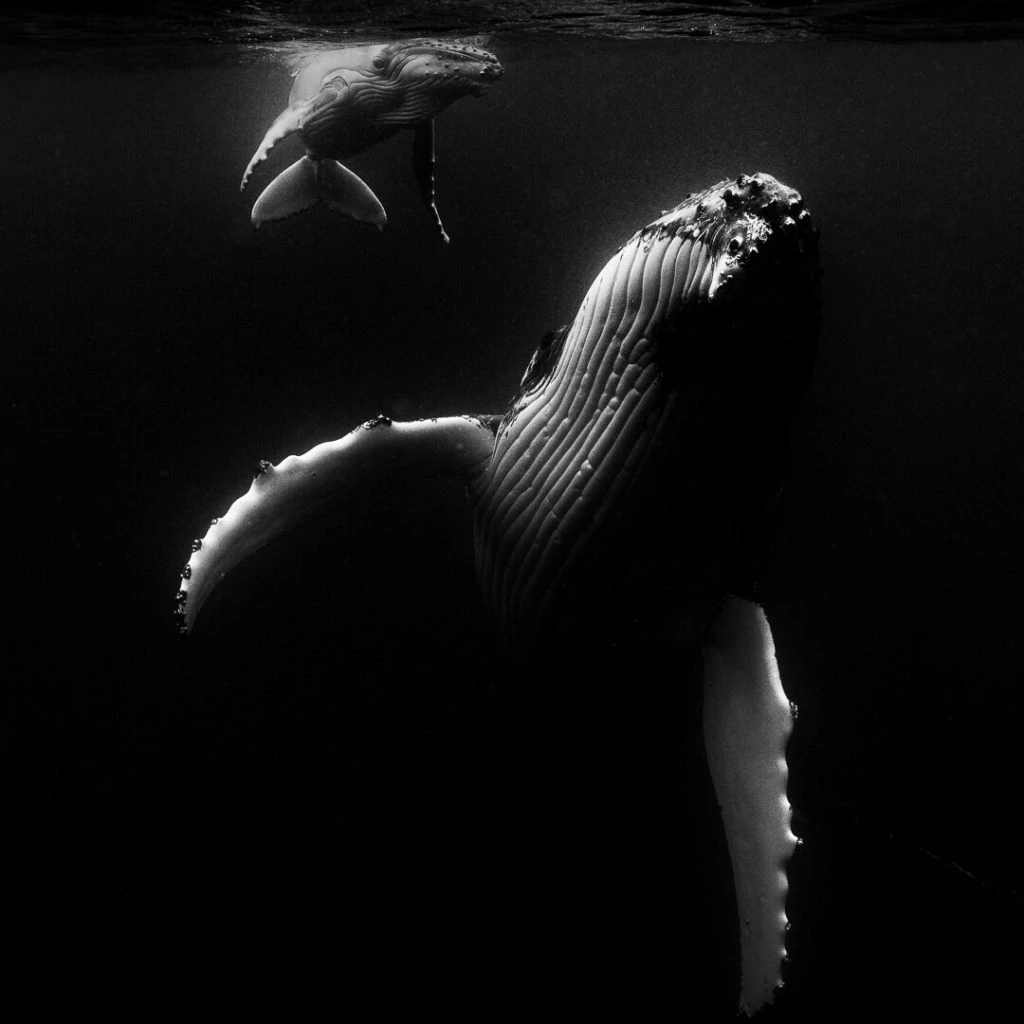 Underwater Photographer of the Week Wade and Robyn Hughes 