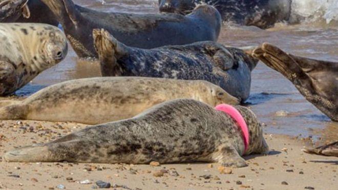 Grey seal
