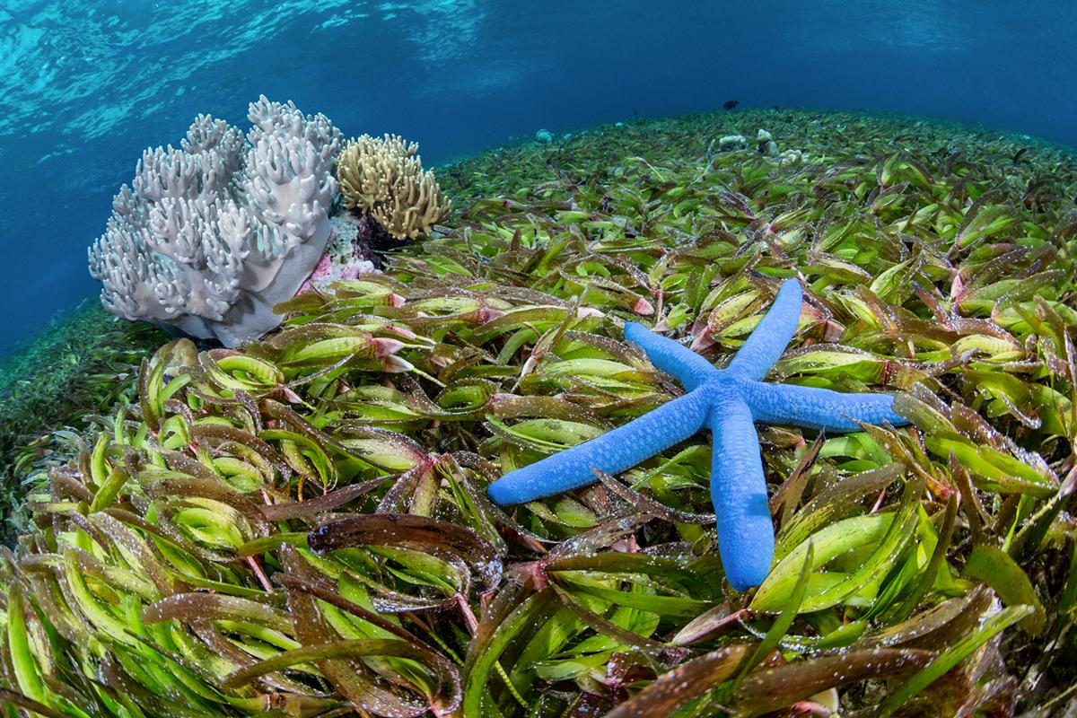 Wakatobi seagrass