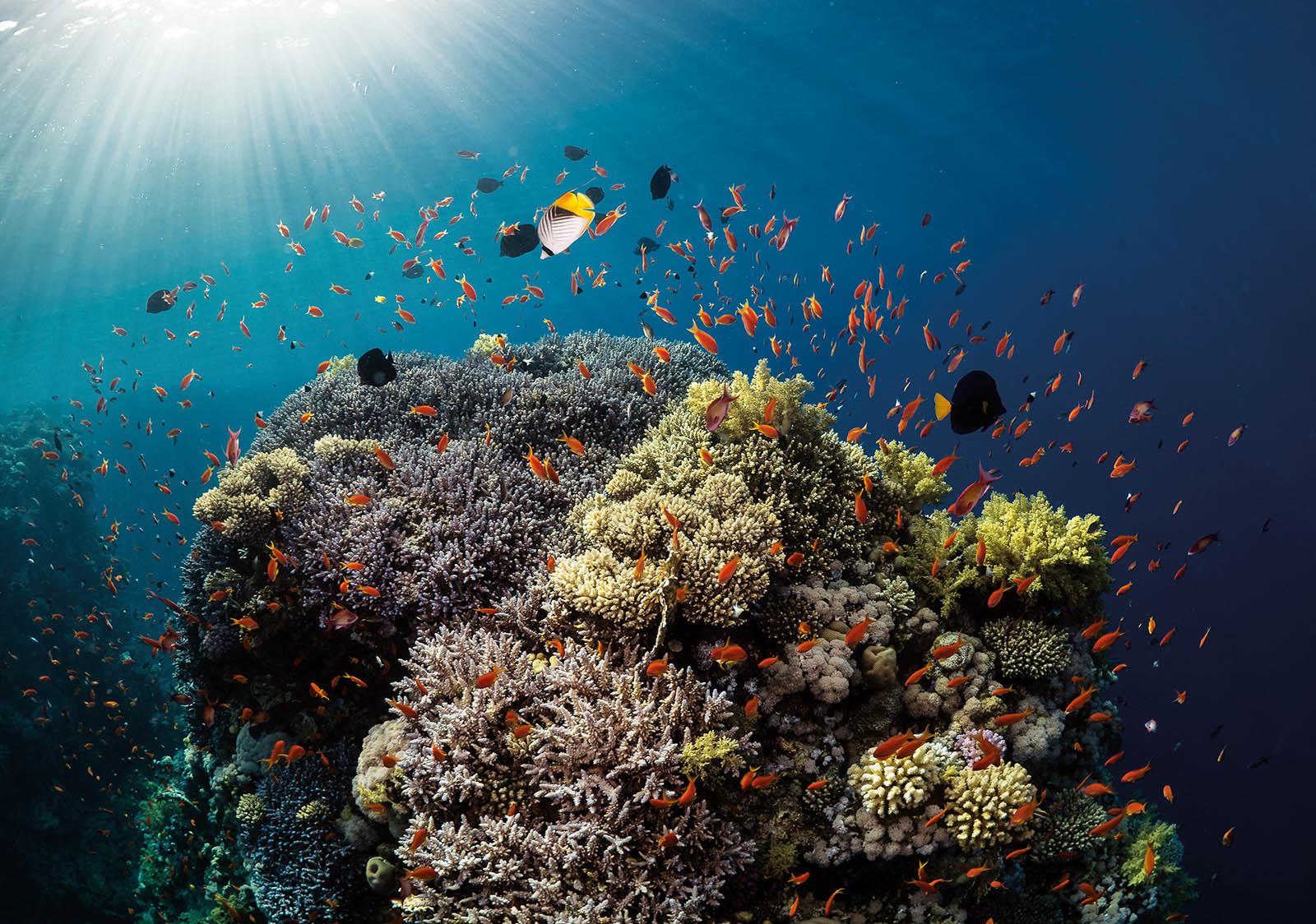 Photographs by Paul Duxfield on ways to lift your images 6 Coral Reef Sun Beams - Photographs by Paul Duxfield