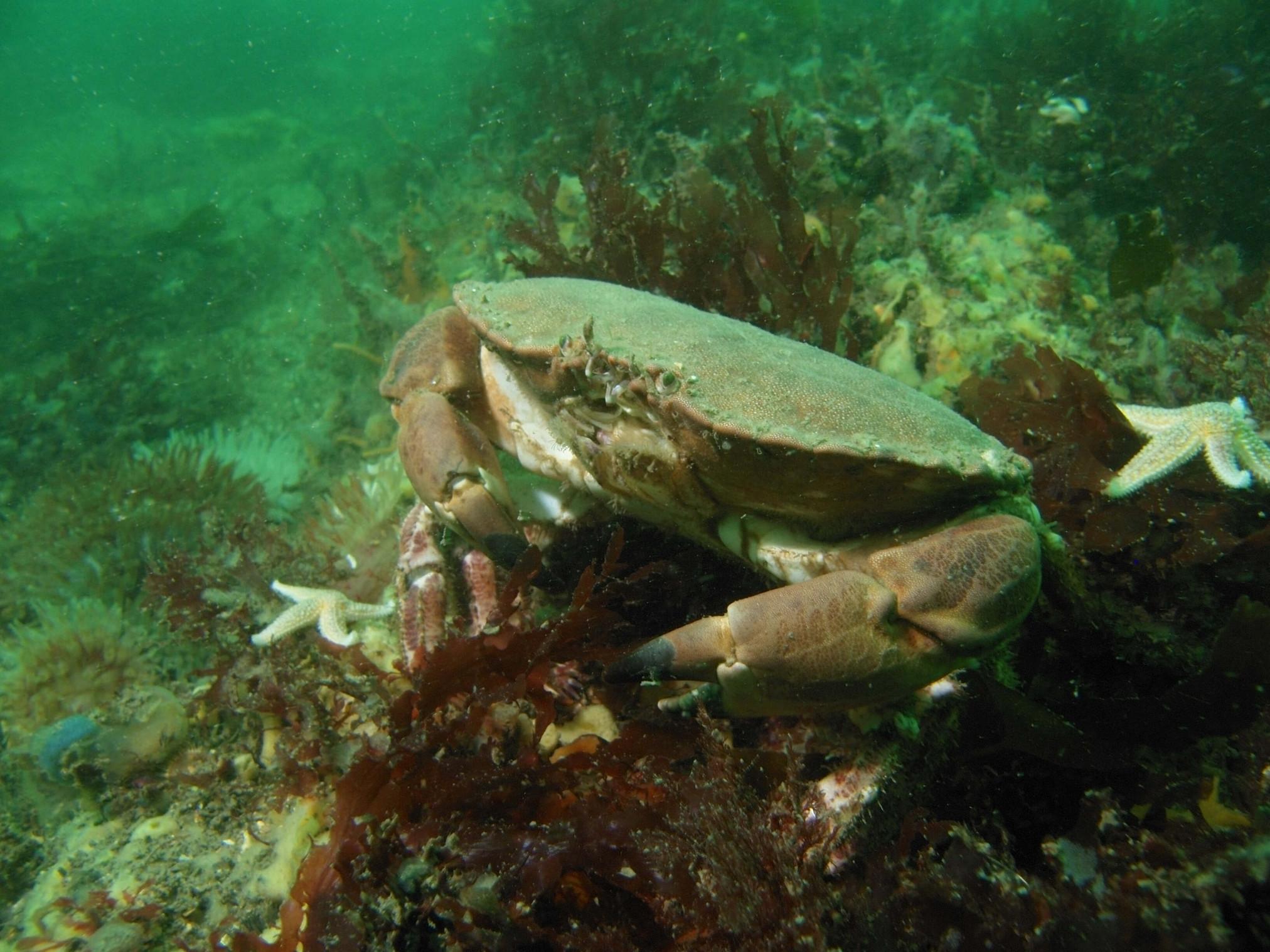 Edible crab straits