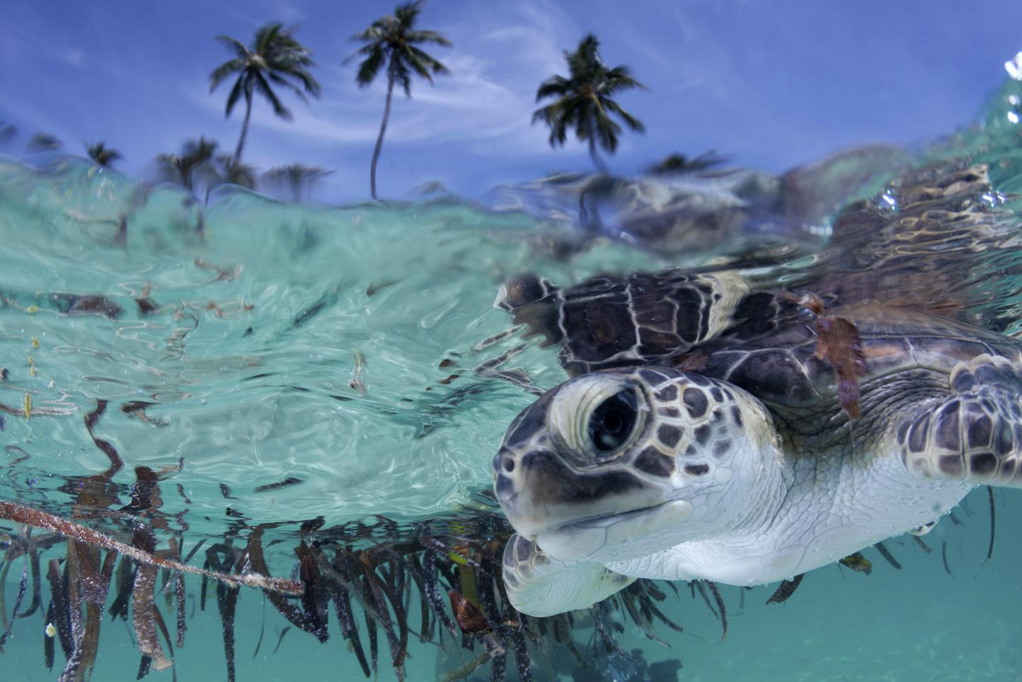 Wakatobi turtle