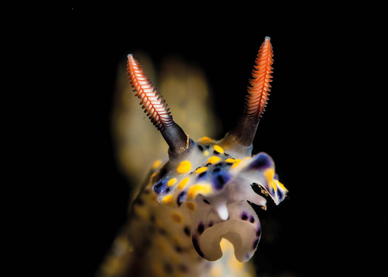 Photographs by Paul Duxfield on ways to lift your images 4 Head On Nudibranch - Photographs by Paul Duxfield