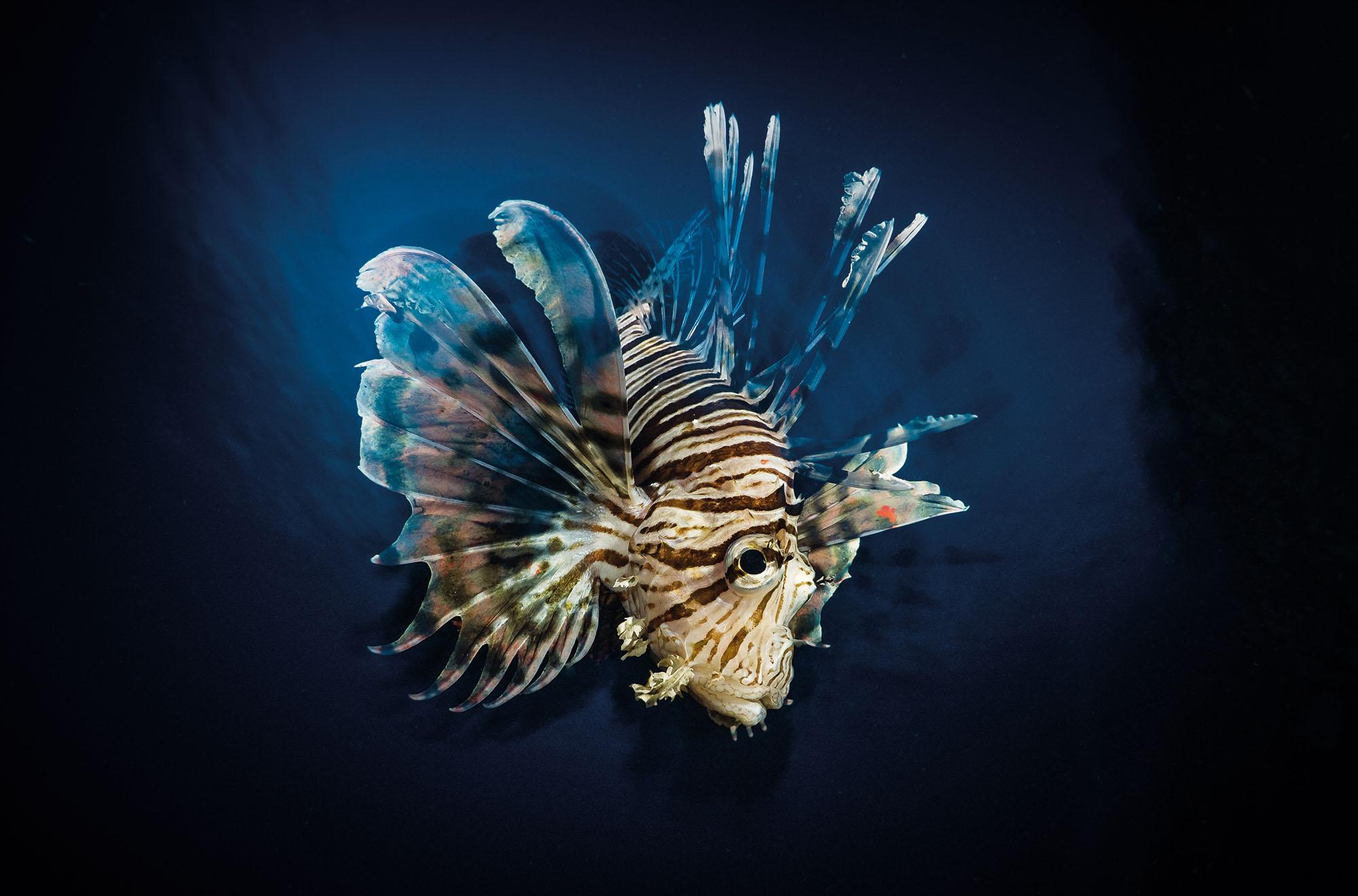 Photographs by Paul Duxfield on ways to lift your images 1 LionFish - Photographs by Paul Duxfield