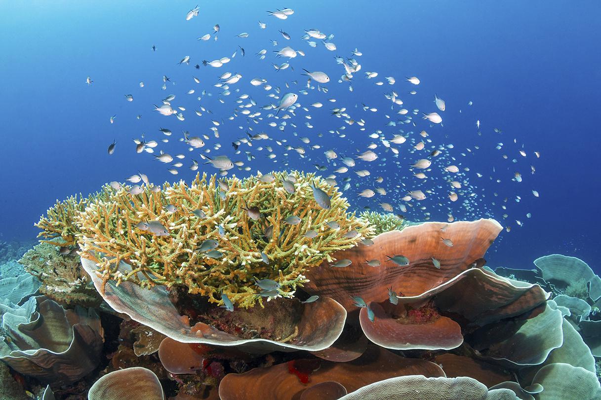 Why Wakatobi Has the Best Snorkelling Ever 6 Roma Wakatobi