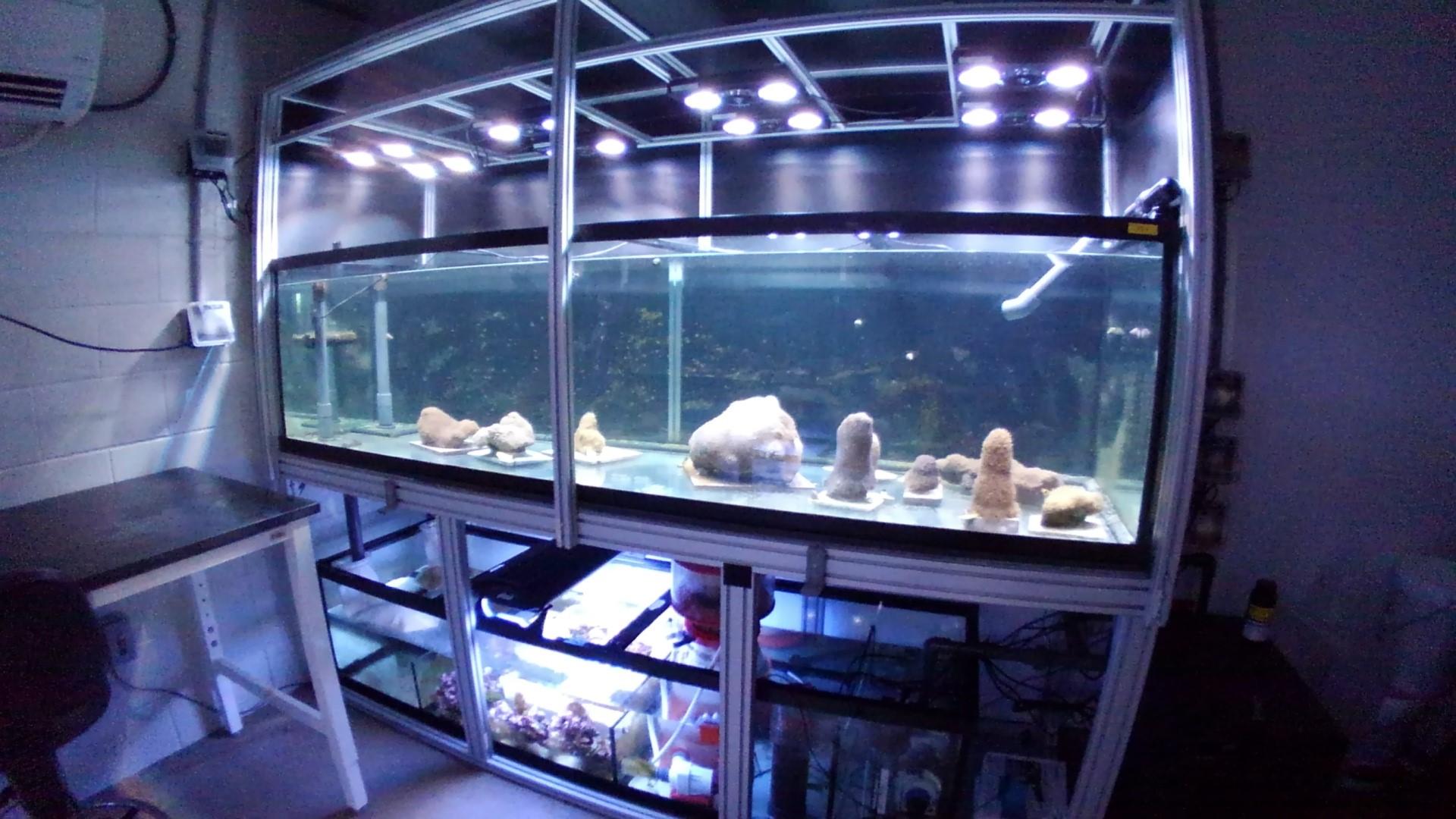 Project Coral